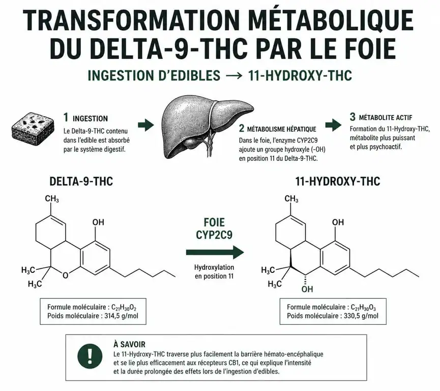 Schéma explicatif de la transformation métabolique des edibles THC dans le foie