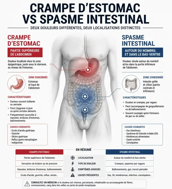 Schéma explicatif des différences entre crampe d'estomac et spasmes intestinaux pour mieux comprendre les remèdes naturels.
