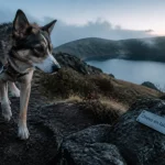Randonnée Auvergne avec chien sur sentier volcanique, chien en laisse au lever du jour
