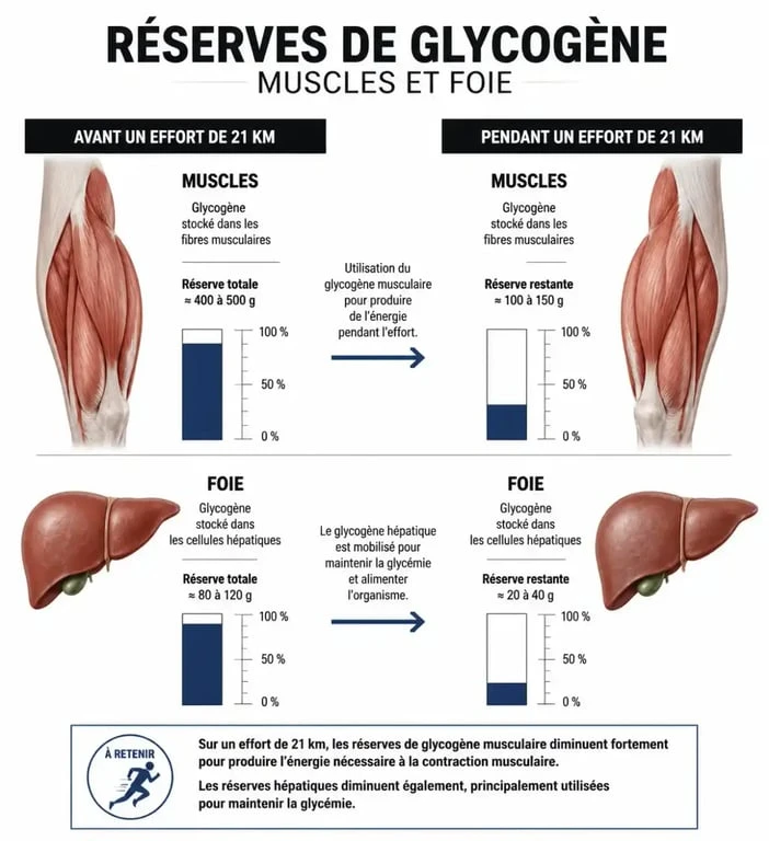 Schéma des réserves de glycogène musculaire pour la course de 21km